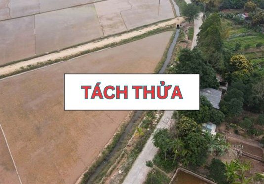 Chi phí tách thửa đất trồng cây lâu năm người dân cần biết