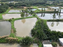Tp. Hồ Chí Minh Chính Thức cho chuyển mục đích sử dụng đất trồng lúa sang mục đích khác Dong ruong